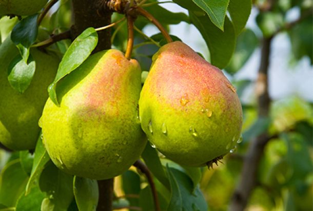 Two pears on tree