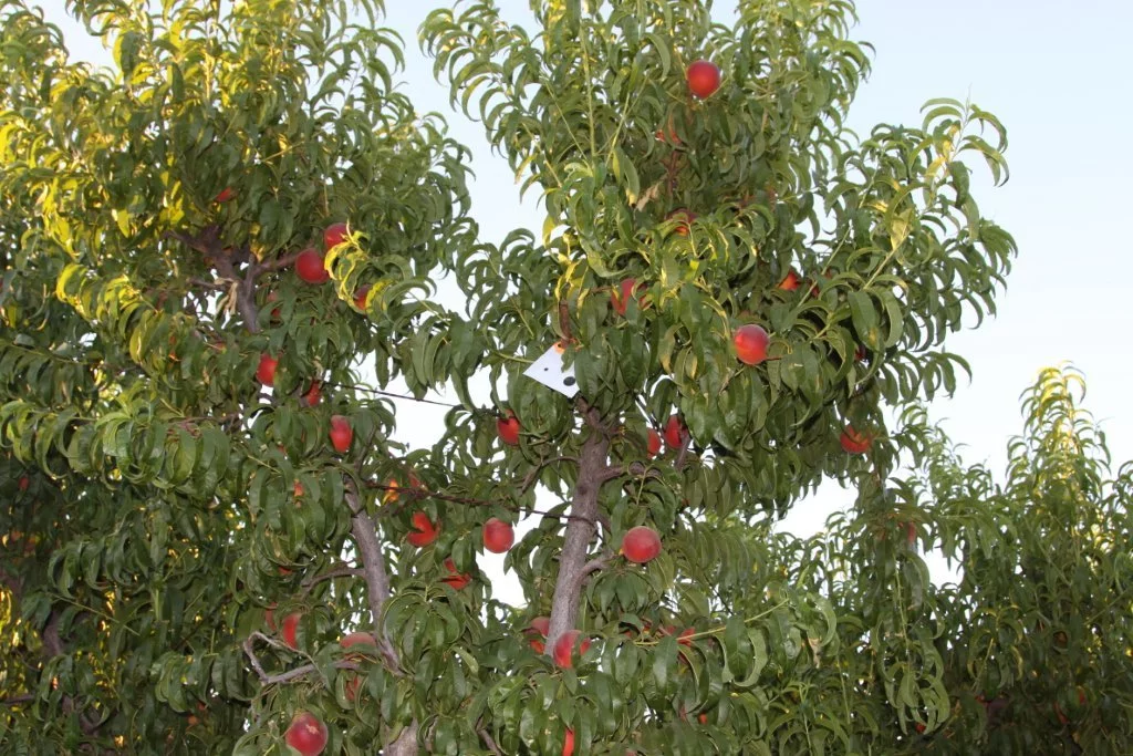 Vibrant peach tree with clusters of ripe fruit, showcasing natures beauty and abundance.