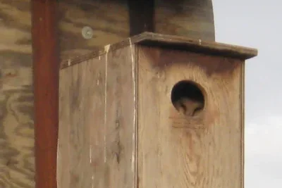 Curious young owl peeking out from a rustic wooden birdhouse in a natural setting.