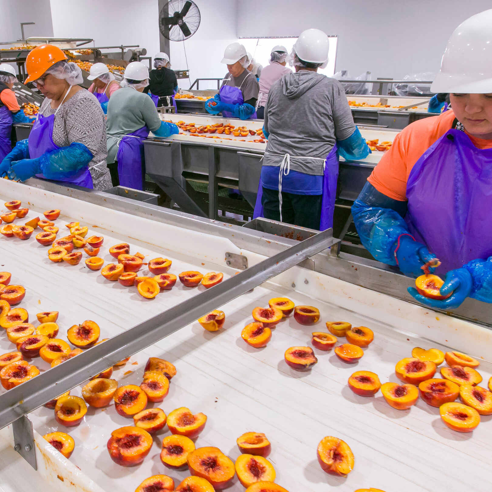 Peach processing facility with workers preparing fresh peaches for canning and packaging efficiently.