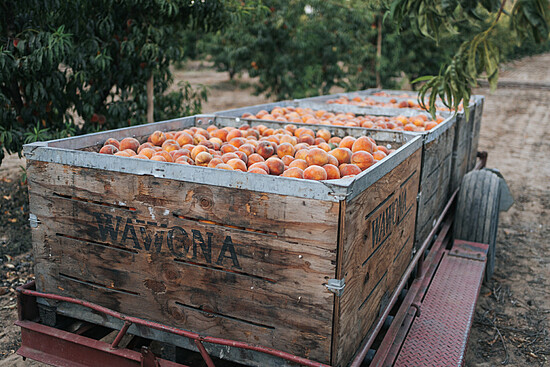 Freshly harvested peaches in rustic wooden crates on a cart in a vibrant orchard.